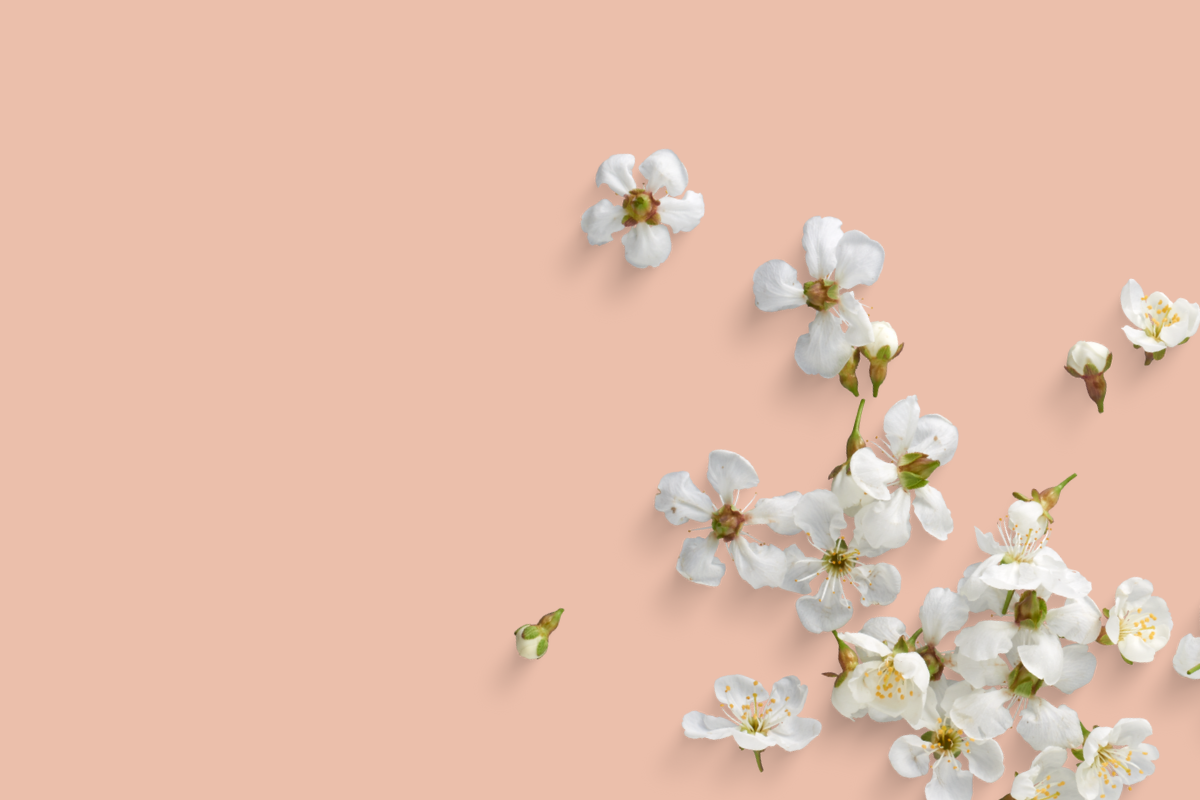 Delicate white cherry blossoms on a soft pink background – spring vibes for Mother’s Day