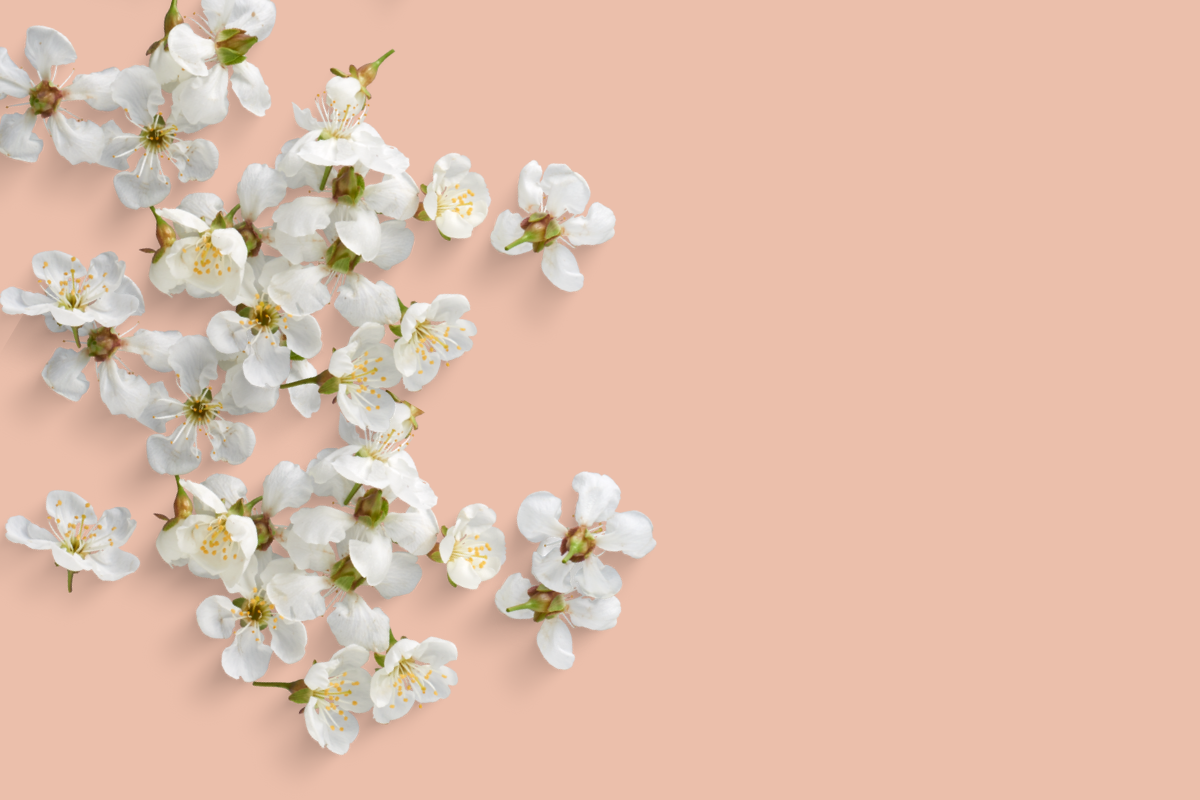 White cherry blossoms arranged on a pink backdrop – floral mood for fragrance gifting