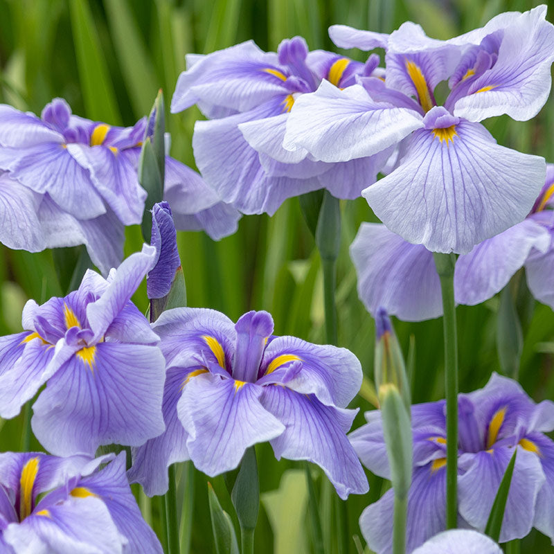 IRIS & ORRIS ROOT PERFUMES